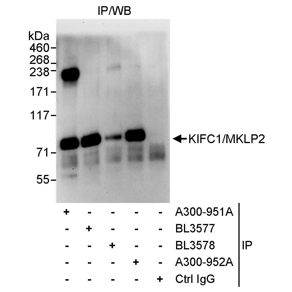 Rabbit anti-KIFC1 Antibody, Affinity Purified