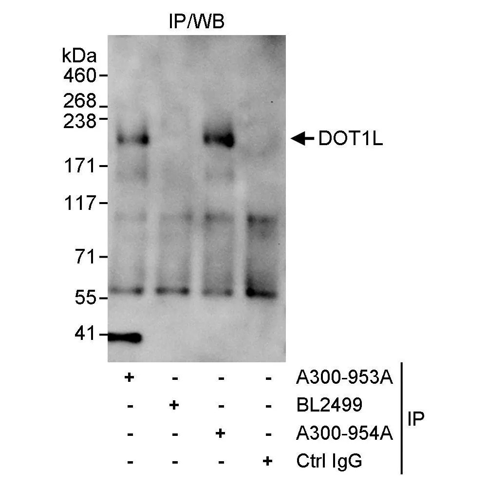 Rabbit anti-DOT1L Antibody, Affinity Purified