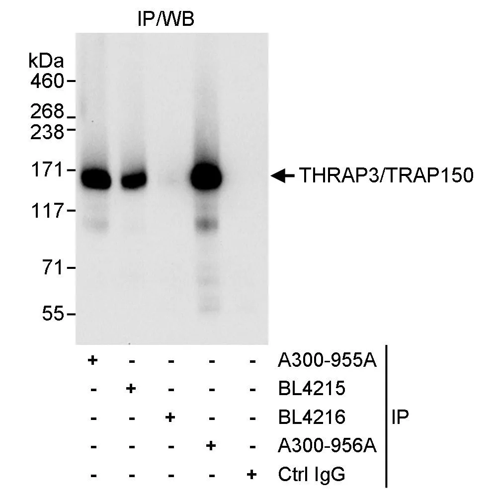 Rabbit anti-THRAP3/TRAP150 Antibody, Affinity Purified