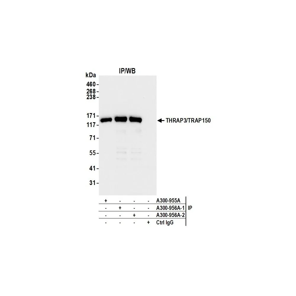 Rabbit anti-THRAP3/TRAP150 Antibody, Affinity Purified