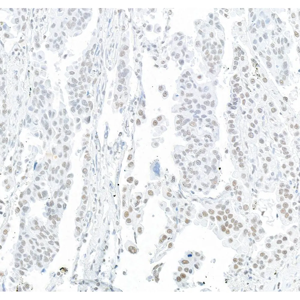 Rabbit anti-EFTUD2/SNRP116 Antibody, Affinity Purified