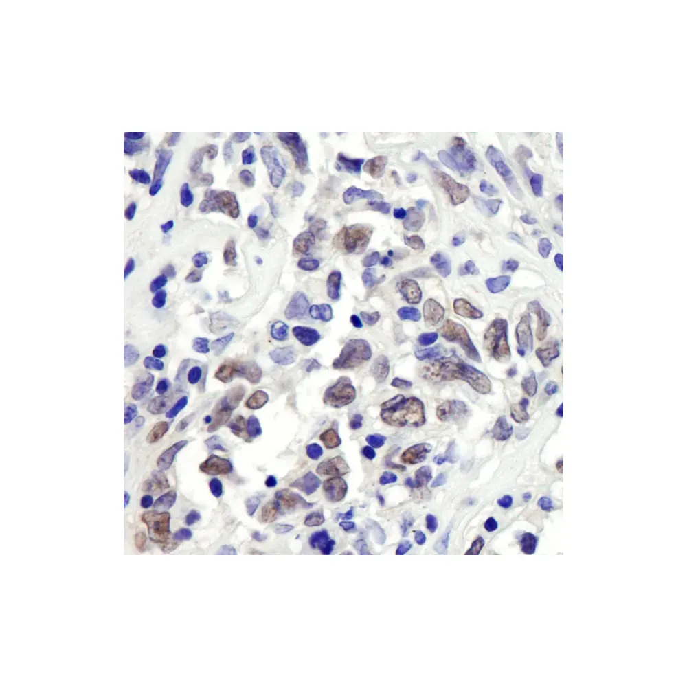 Rabbit anti-RbBP7 Antibody, Affinity Purified
