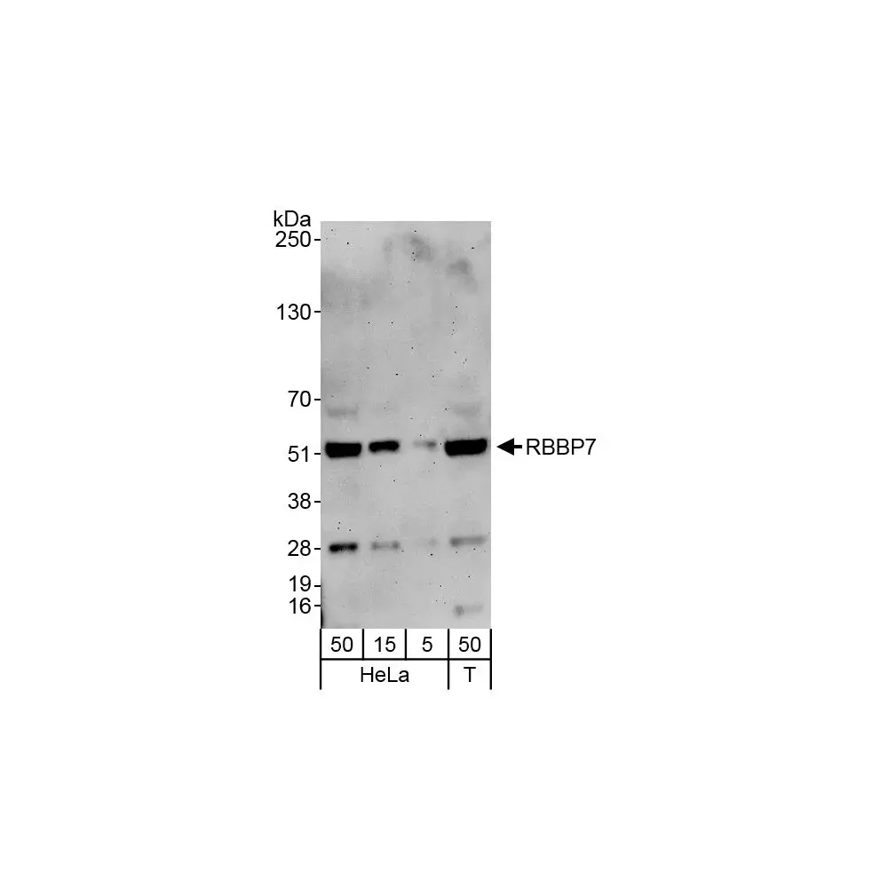 Rabbit anti-RbBP7 Antibody, Affinity Purified