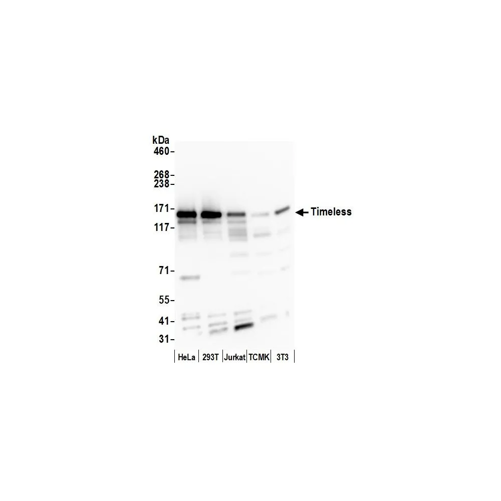Rabbit anti-Timeless Antibody, Affinity Purified