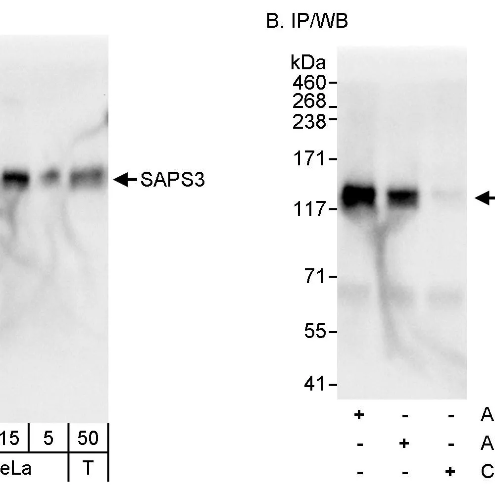Rabbit anti-SAPS3 Antibody, Affinity Purified