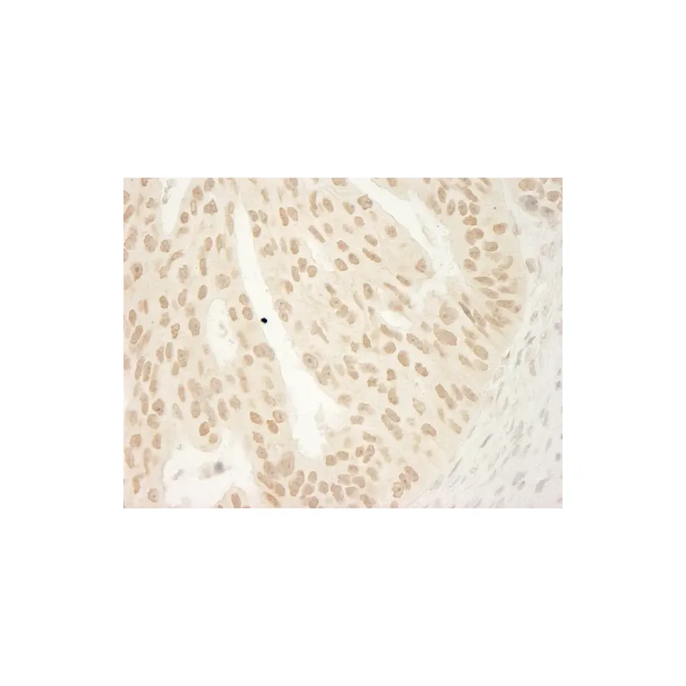 Rabbit anti-CTNND1 Antibody, Affinity Purified