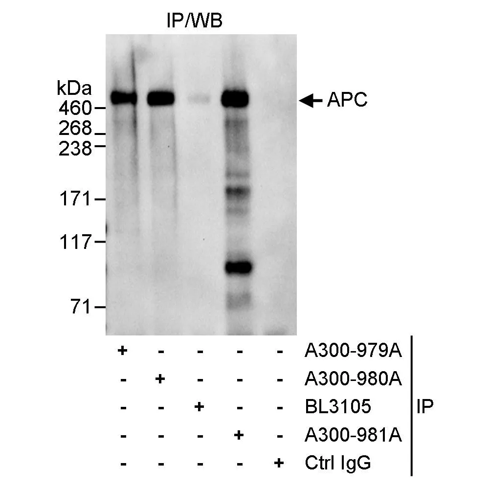 Rabbit anti-APC Antibody, Affinity Purified