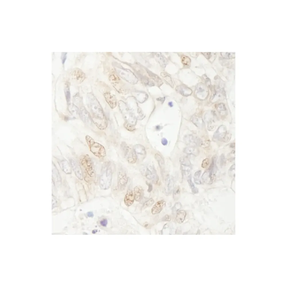 Rabbit anti-APC Antibody, Affinity Purified