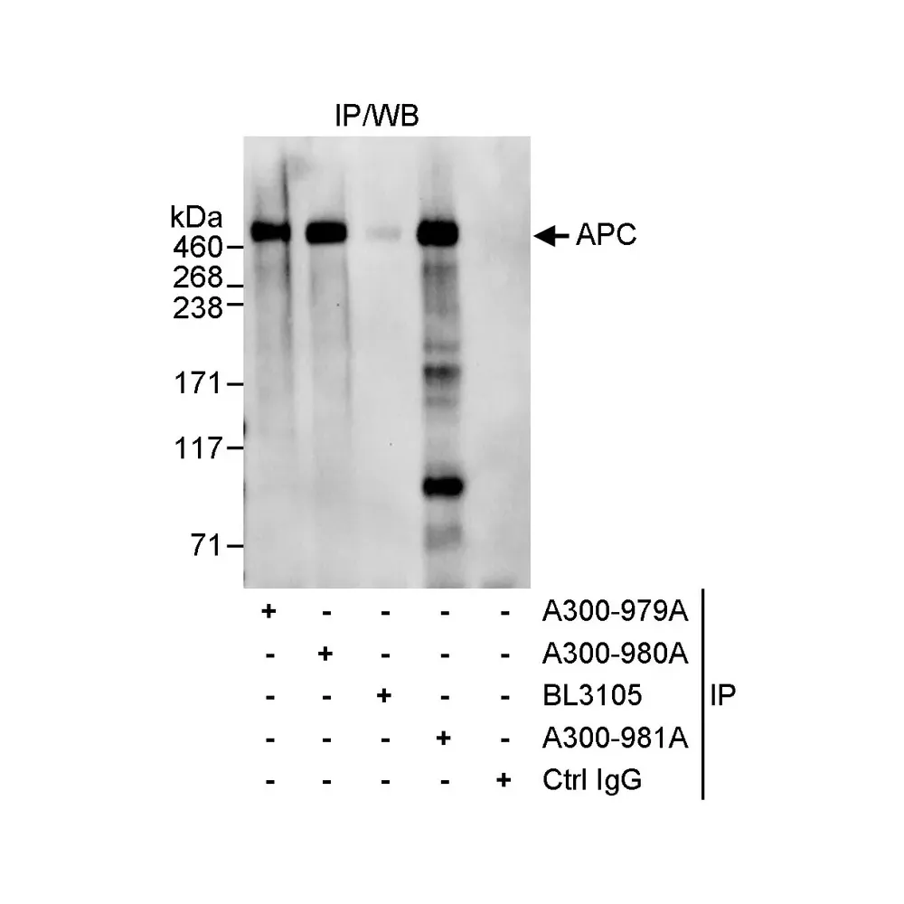 Rabbit anti-APC Antibody, Affinity Purified