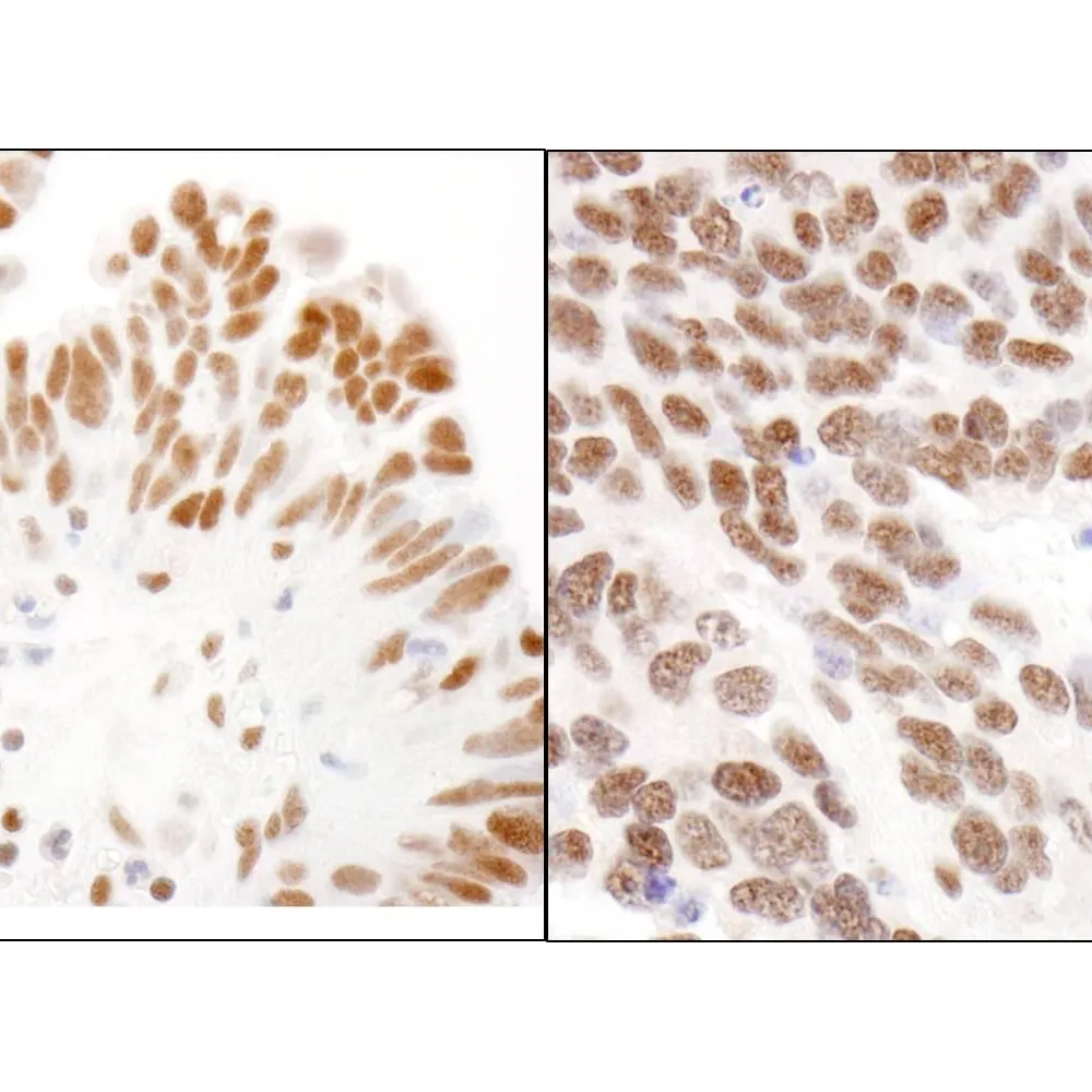 Rabbit anti-CBX3 Antibody, Affinity Purified