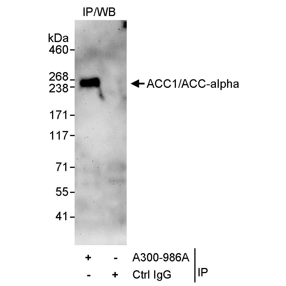 Rabbit anti-ACC1/ACC-alpha Antibody, Affinity Purified