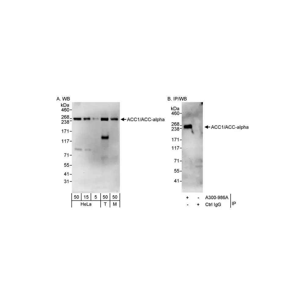 Rabbit anti-ACC1/ACC-alpha Antibody, Affinity Purified