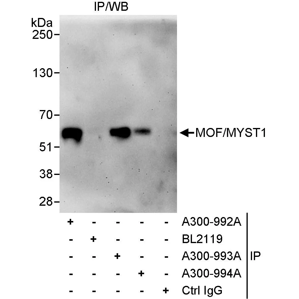 Rabbit anti-MOF/MYST1 Antibody, Affinity Purified
