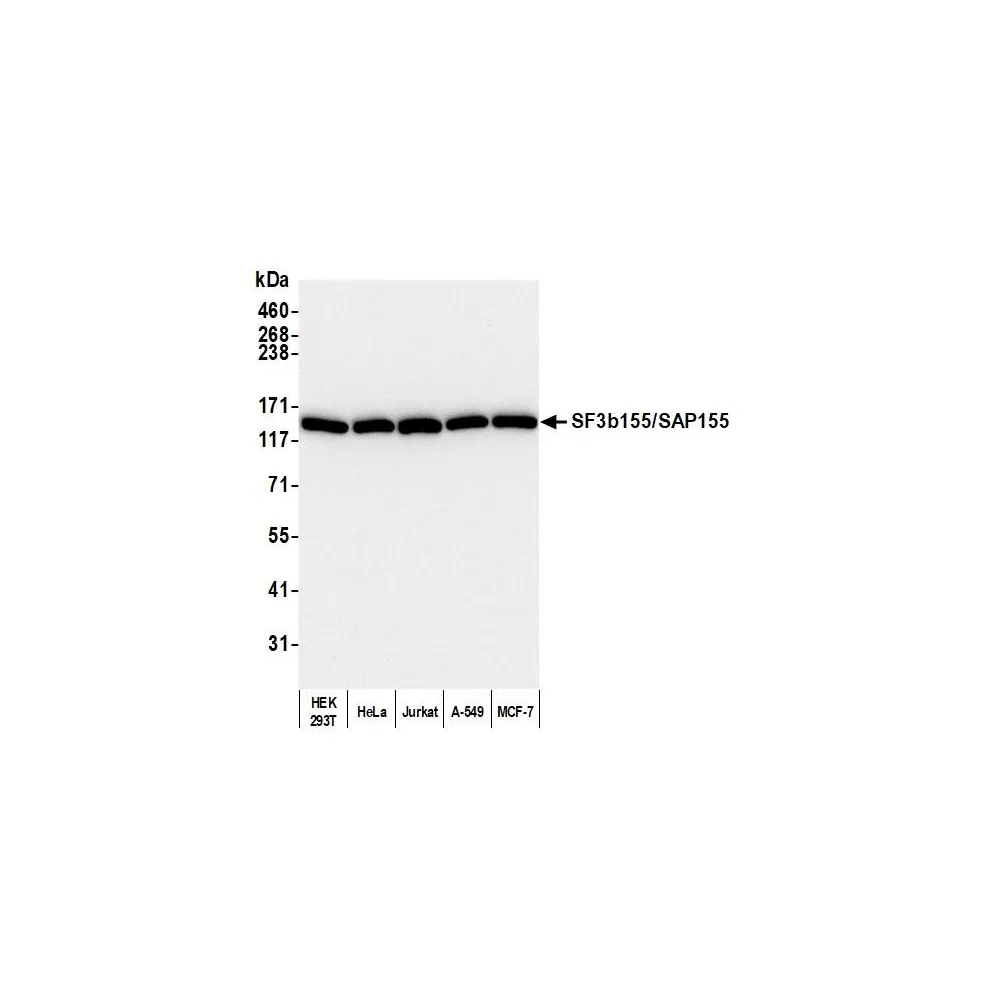 Rabbit anti-SF3b155/SAP155 Antibody, Affinity Purified