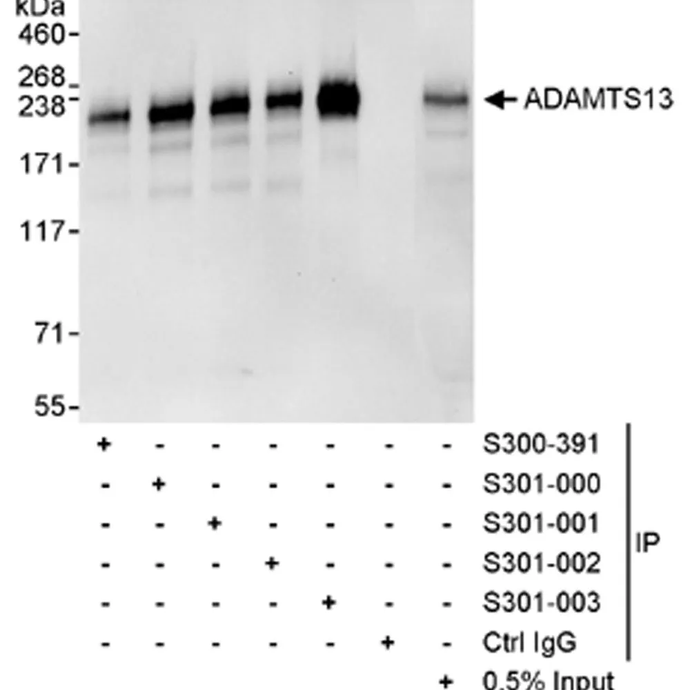 Goat anti-ADAMTS13 Antibody, Affinity Purified