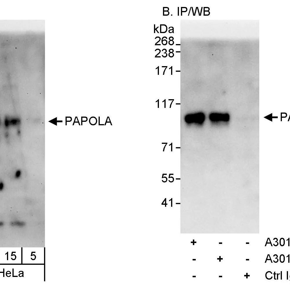 Rabbit anti-PAPOLA Antibody, Affinity Purified
