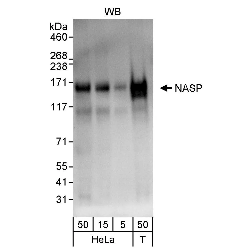 Rabbit anti-NASP Antibody, Affinity Purified
