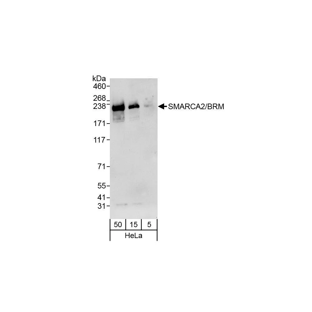 Rabbit anti-SMARCA2/BRM Antibody, Affinity Purified