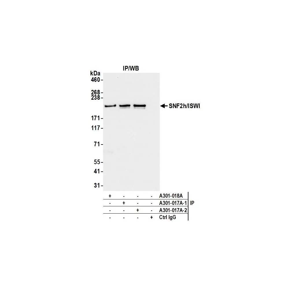 Rabbit anti-SNF2h/ISWI/SMARCA5 Antibody, Affinity Purified