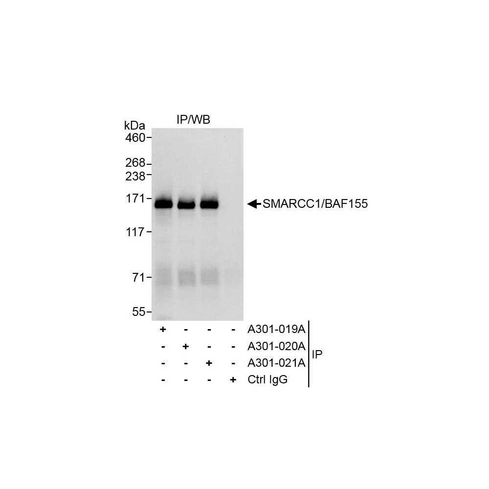 Rabbit anti-SMARCC1/BAF155 Antibody, Affinity Purified