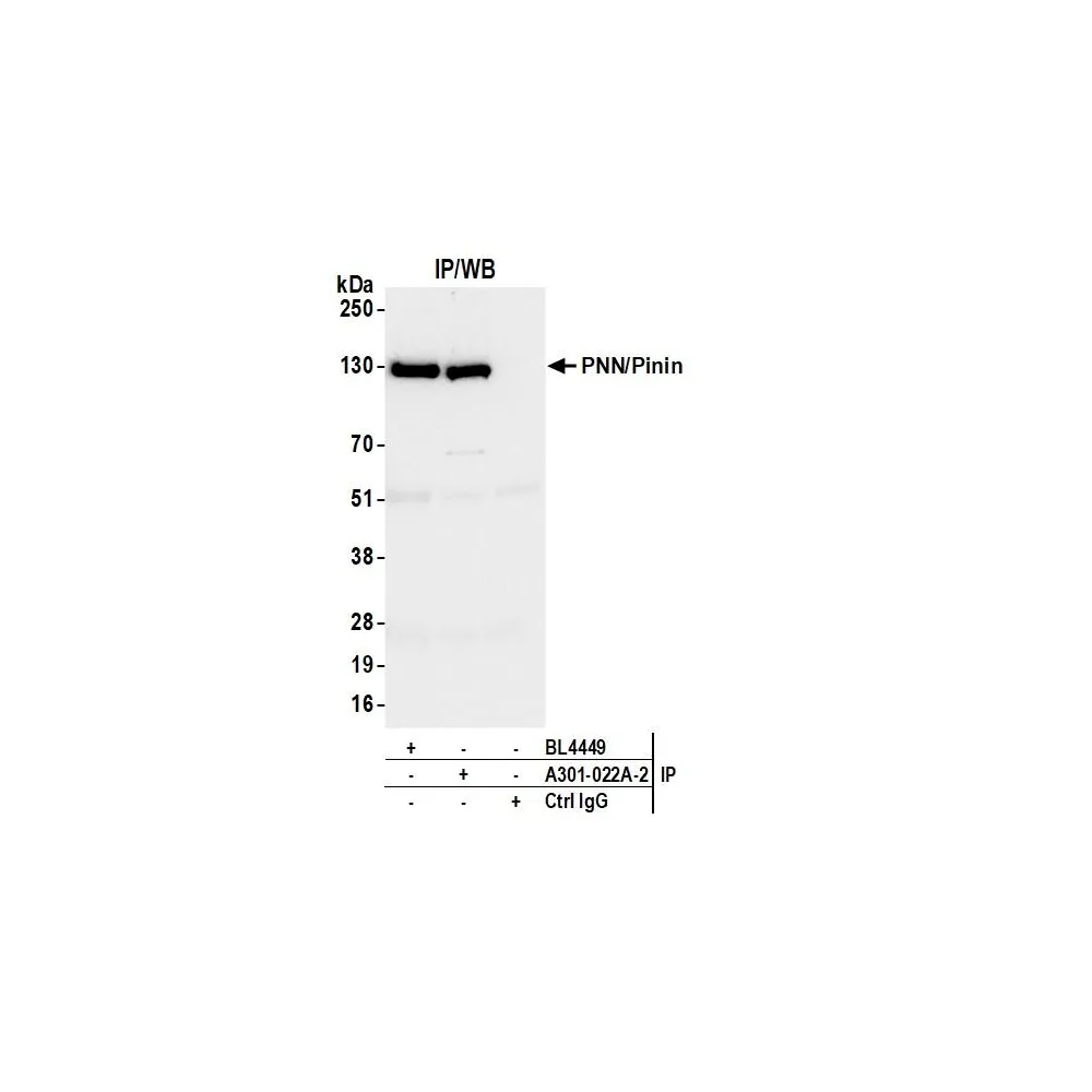 Rabbit anti-PNN/Pinin Antibody, Affinity Purified