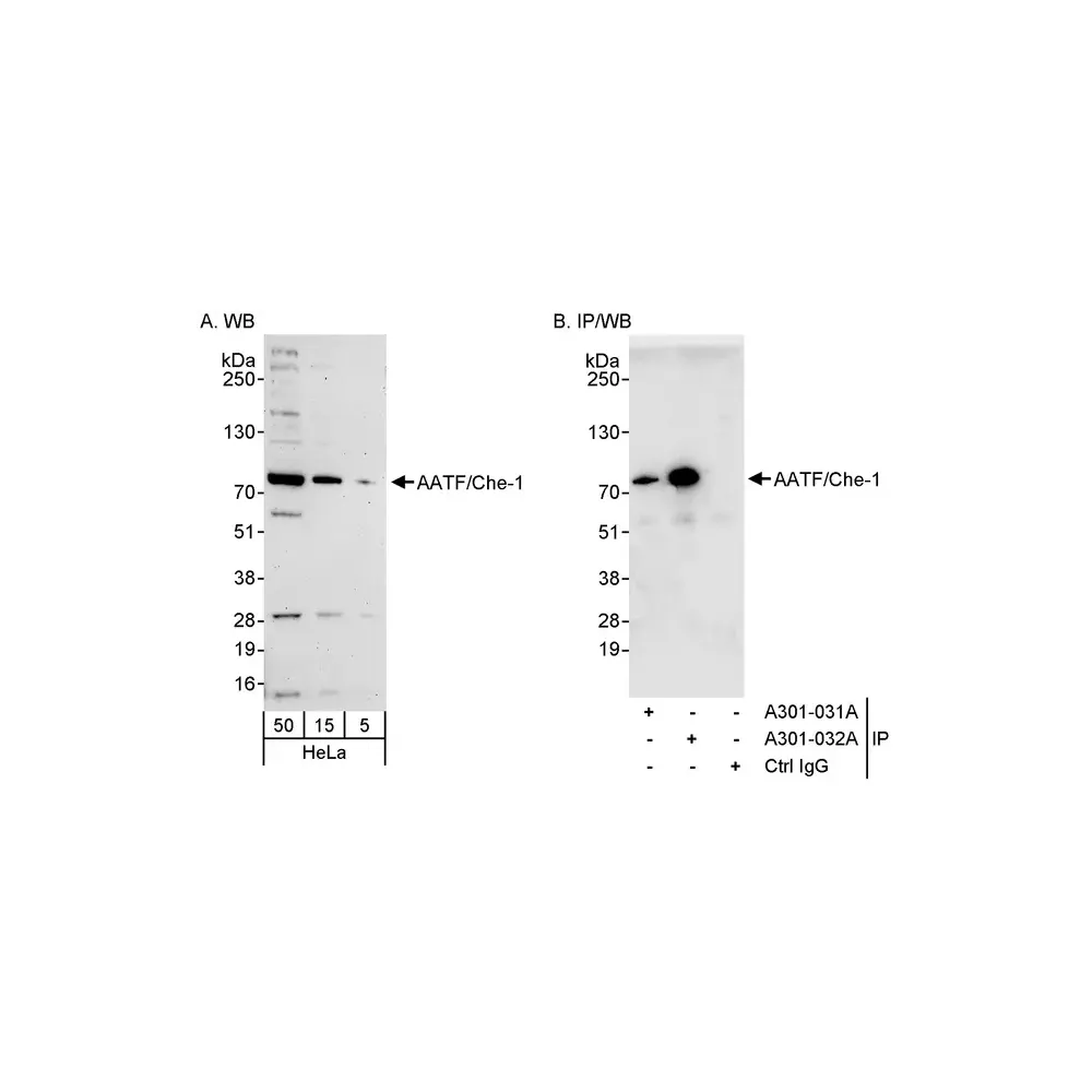 Rabbit anti-AATF/Che-1 Antibody, Affinity Purified