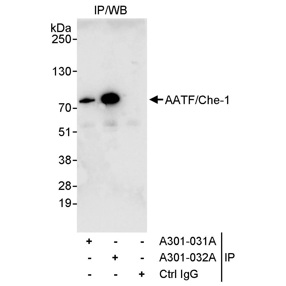 Rabbit anti-AATF/Che-1 Antibody, Affinity Purified