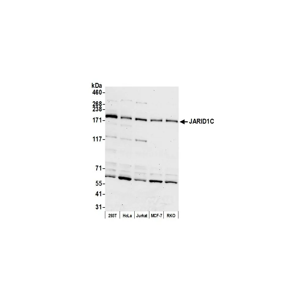 Rabbit anti-JARID1C Antibody, Affinity Purified
