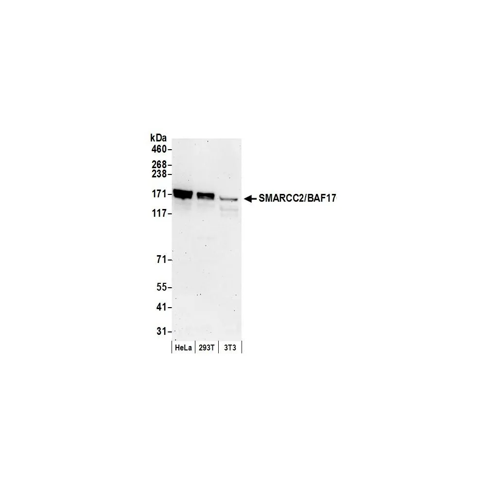 Rabbit anti-SMARCC2/BAF170 Antibody, Affinity Purified