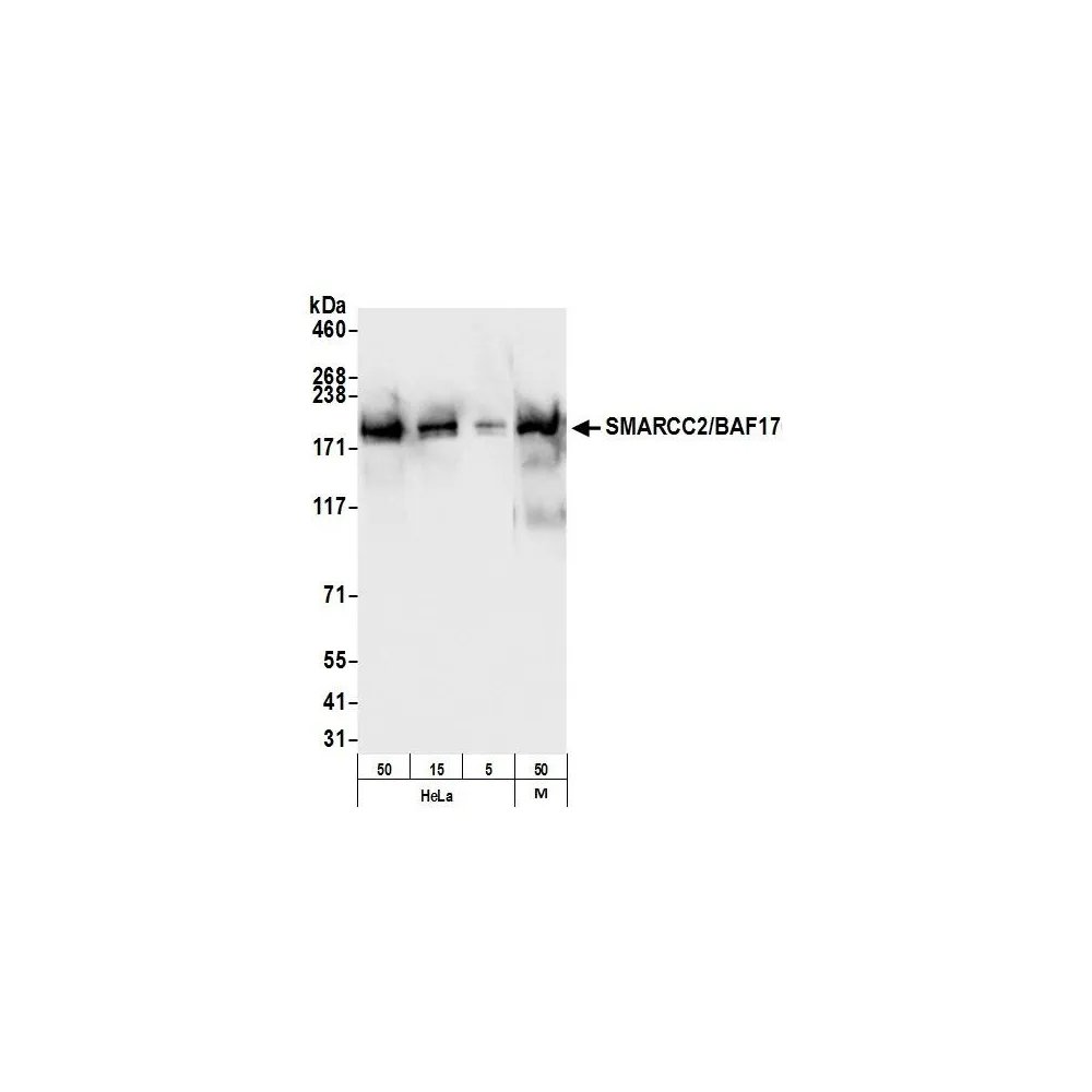 Rabbit anti-SMARCC2/BAF170 Antibody, Affinity Purified