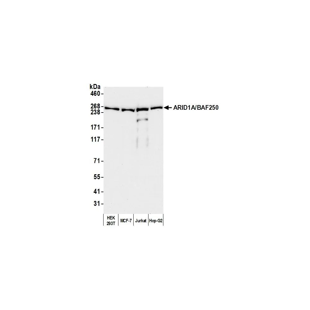 Rabbit anti-ARID1A/BAF250 Antibody, Affinity Purified