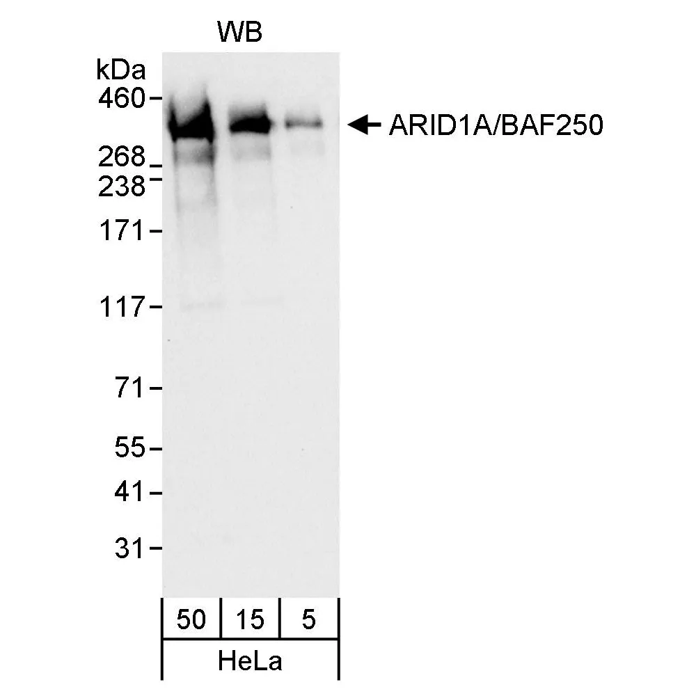 Rabbit anti-ARID1A/BAF250 Antibody, Affinity Purified