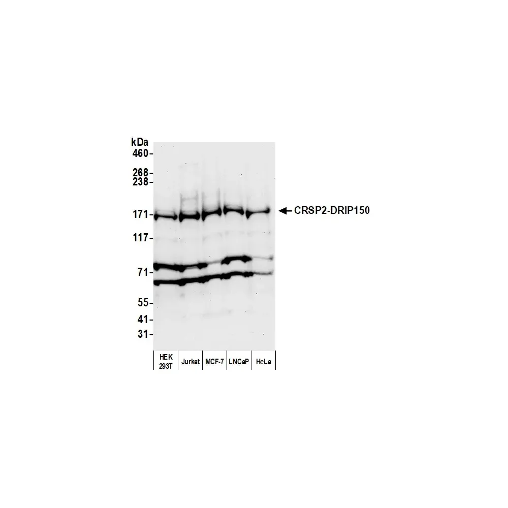 Rabbit anti-CRSP2/DRIP150 Antibody, Affinity Purified