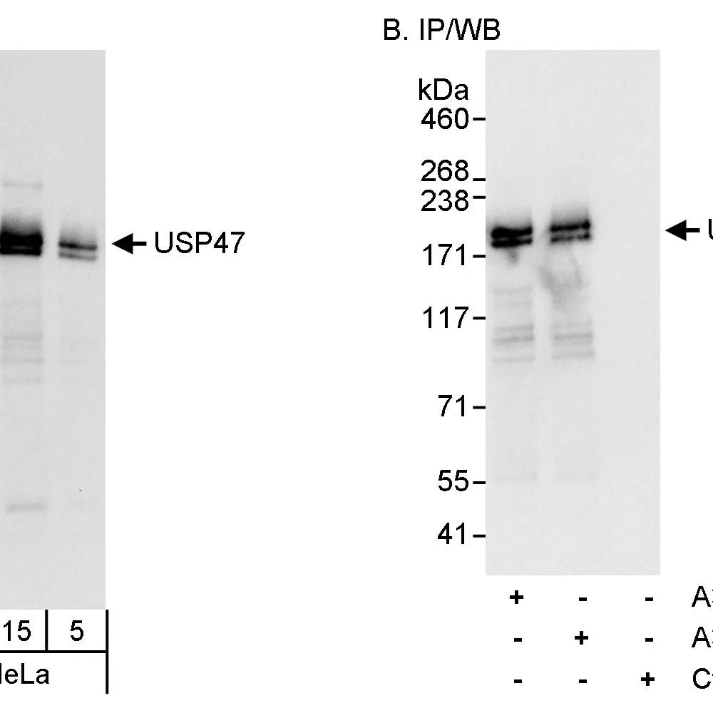 Rabbit anti-USP47 Antibody, Affinity Purified