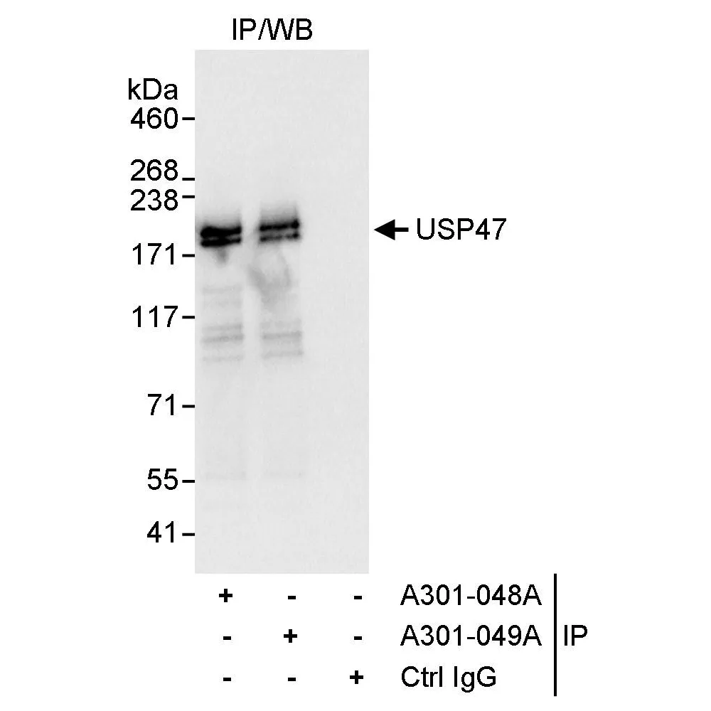 Rabbit anti-USP47 Antibody, Affinity Purified