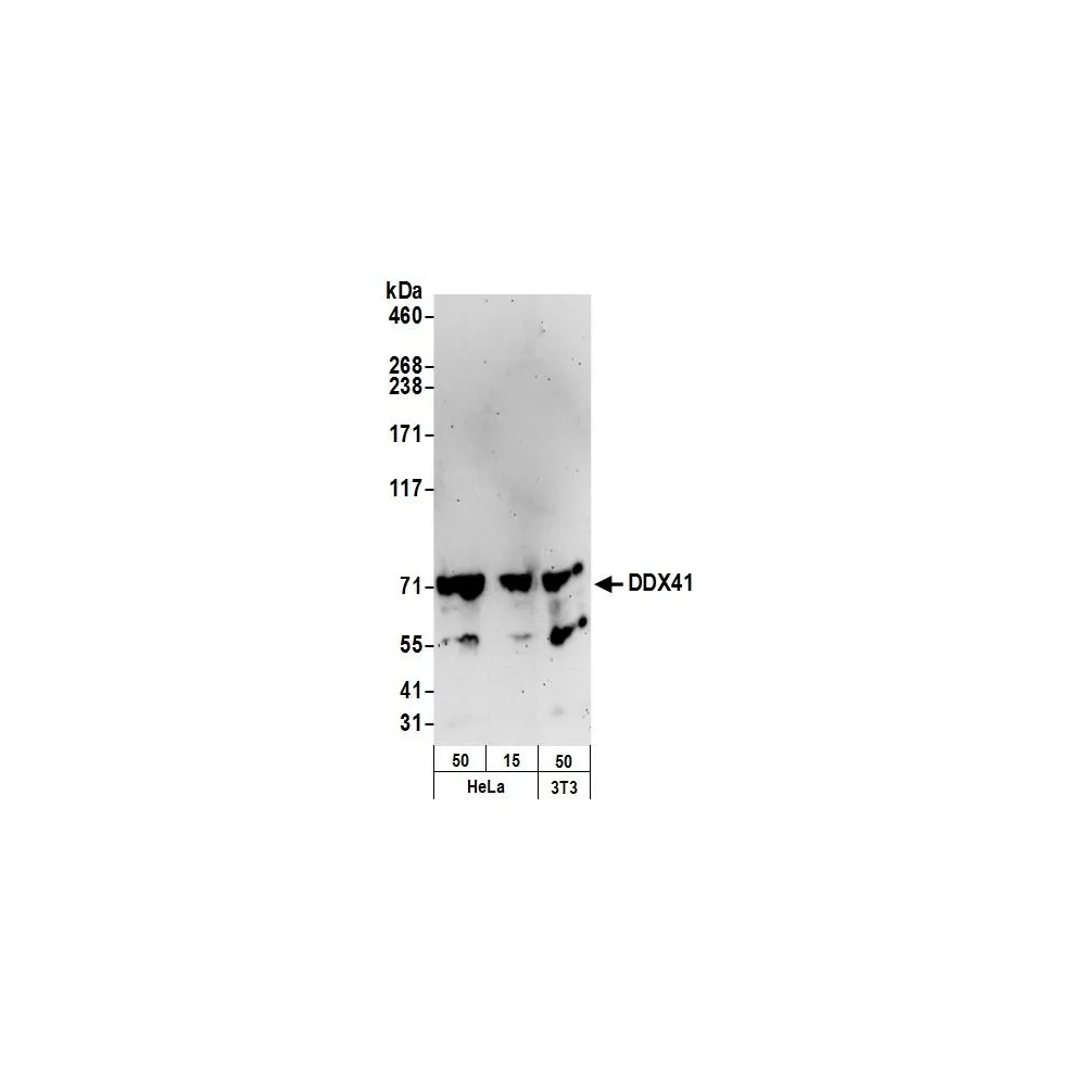 Rabbit anti-DDX41 Antibody, Affinity Purified
