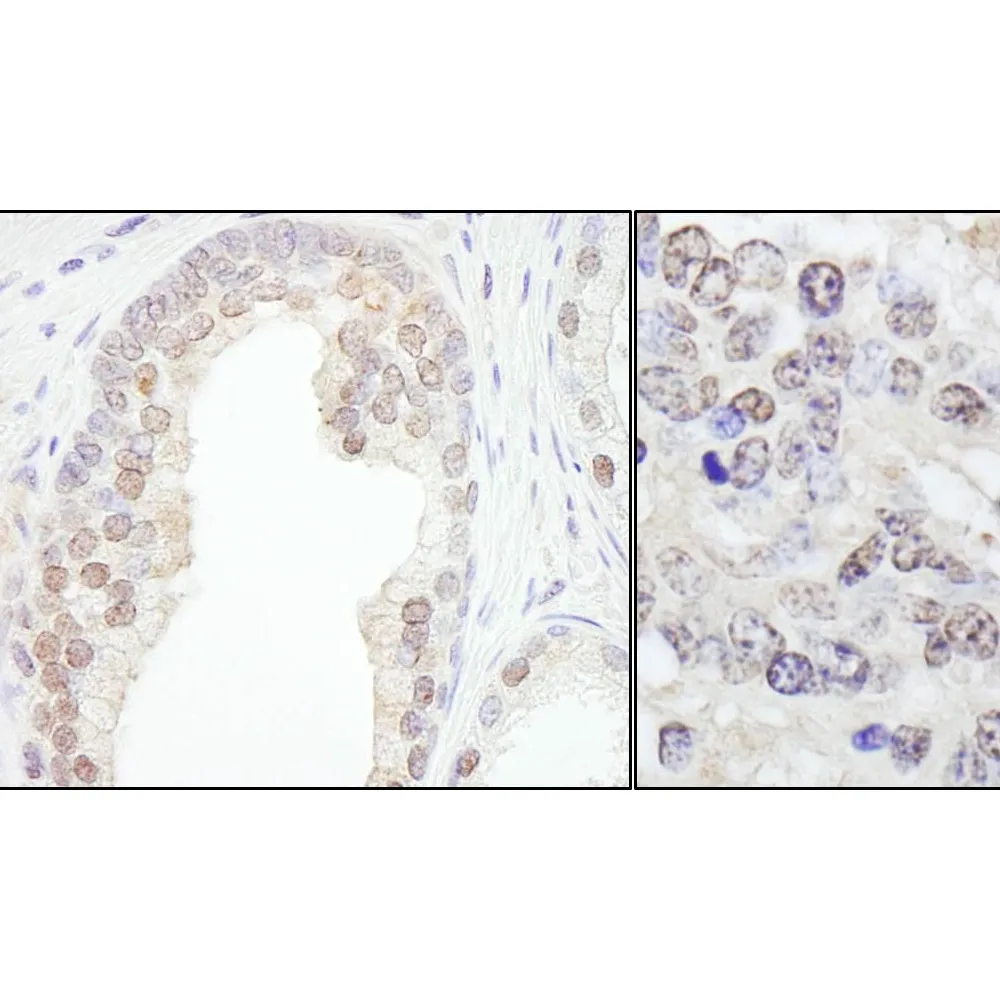 Rabbit anti-TRIM33/TIF1gamma Antibody, Affinity Purified