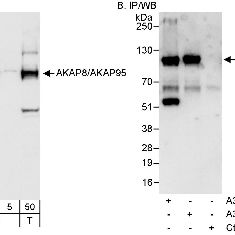 Rabbit anti-AKAP8/AKAP95 Antibody, Affinity Purified