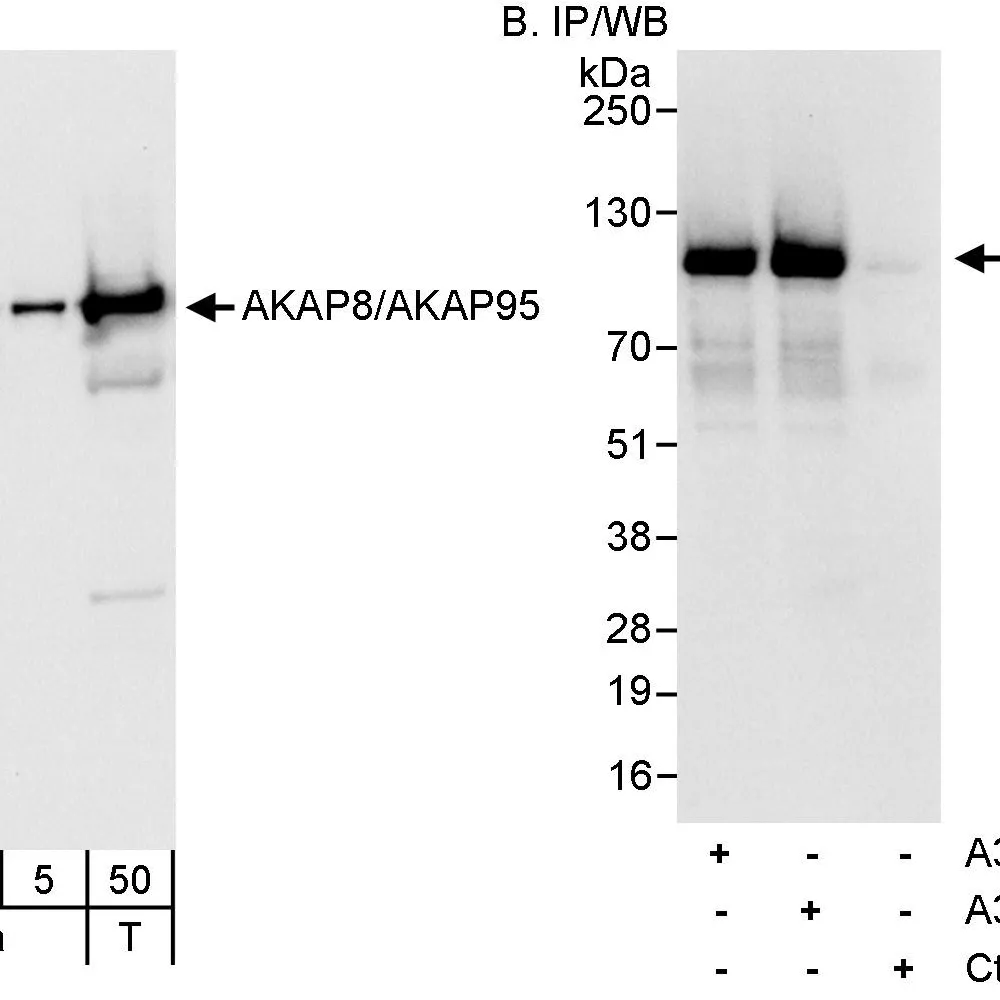 Rabbit anti-AKAP8/AKAP95 Antibody, Affinity Purified