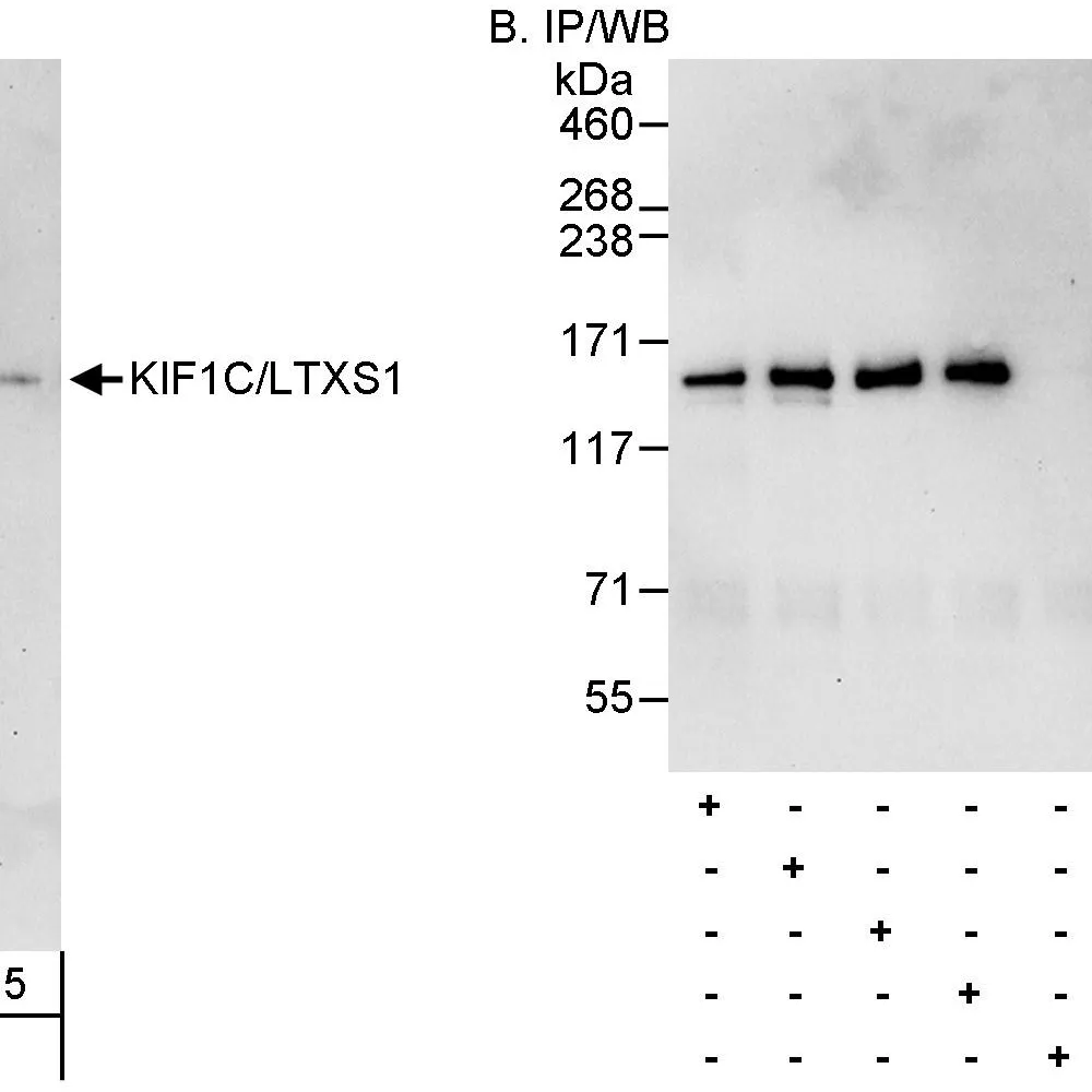 Rabbit anti-KIF1C/LTXS1 Antibody, Affinity Purified