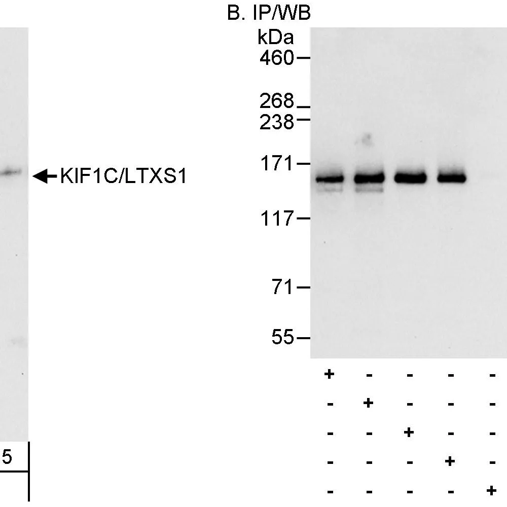 Rabbit anti-KIF1C/LTXS1 Antibody, Affinity Purified