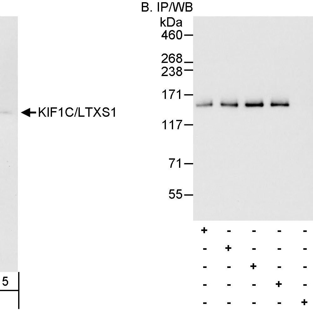 Rabbit anti-KIF1C/LTXS1 Antibody, Affinity Purified