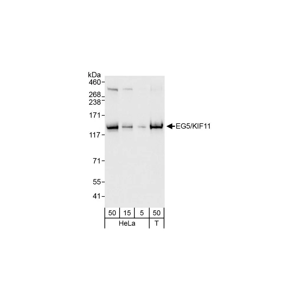 Rabbit anti-EG5/KIF11 Antibody, Affinity Purified