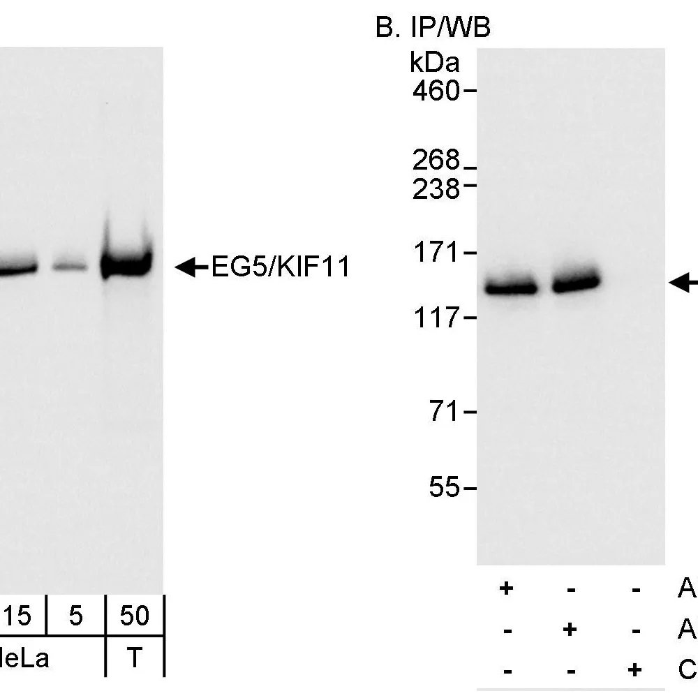 Rabbit anti-EG5/KIF11 Antibody, Affinity Purified