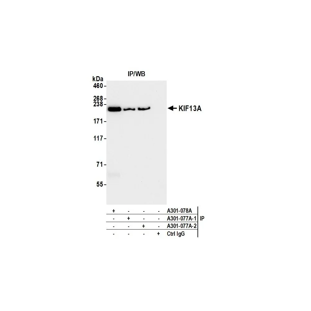 Rabbit anti-KIF13A Antibody, Affinity Purified