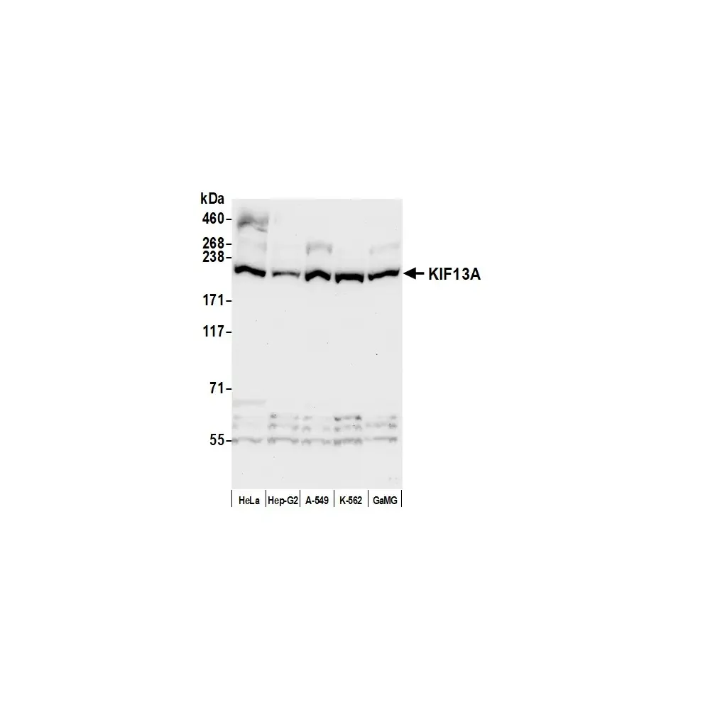 Rabbit anti-KIF13A Antibody, Affinity Purified