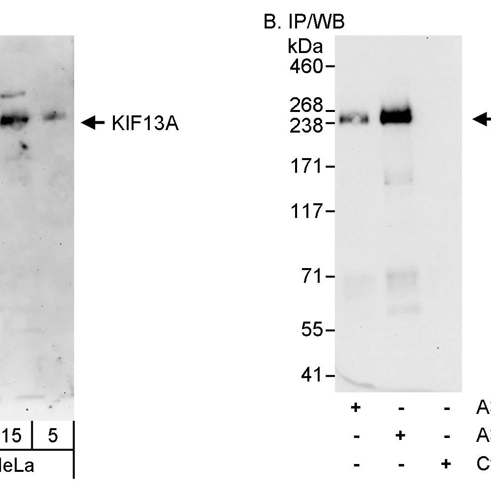 Rabbit anti-KIF13A Antibody, Affinity Purified