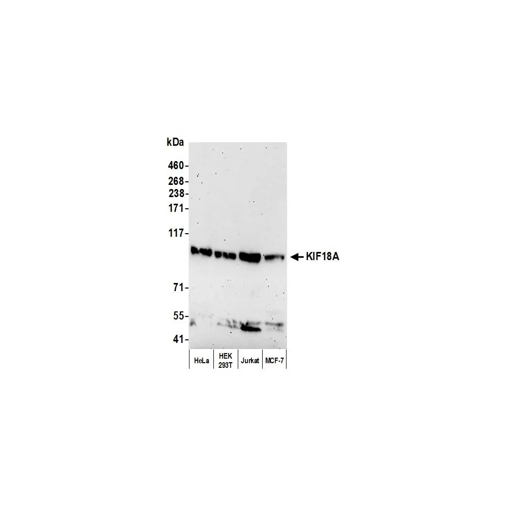 Rabbit anti-KIF18A Antibody, Affinity Purified