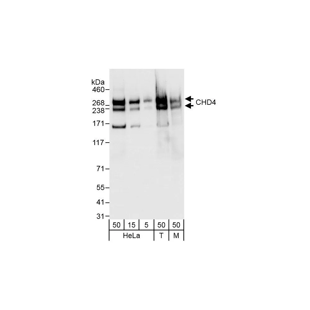 Rabbit anti-CHD4 Antibody, Affinity Purified