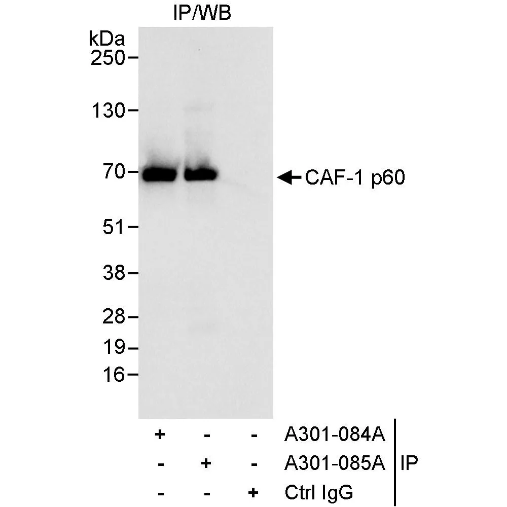 Rabbit anti-CAF-1 p60 Antibody, Affinity Purified
